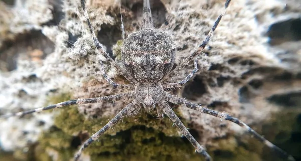 Tiro Perto Uma Aranha Lobo — Fotografia de Stock