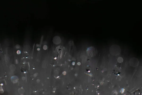 Closeup Dandelion Seeds Water Droplets — Stock Photo, Image