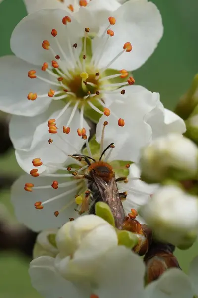 Eine Vertikale Aufnahme Einer Biene Die Auf Weißen Blumen Vor — Stockfoto