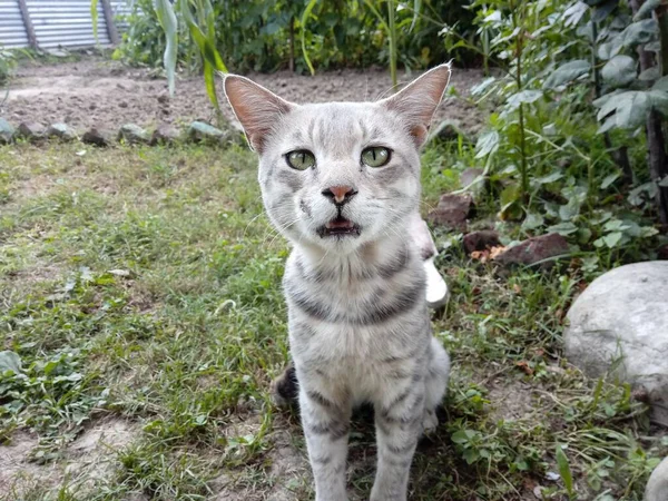 Closeup Gray Striped Cat Green Eyes Open Mouth Looking Camera — Stock Photo, Image