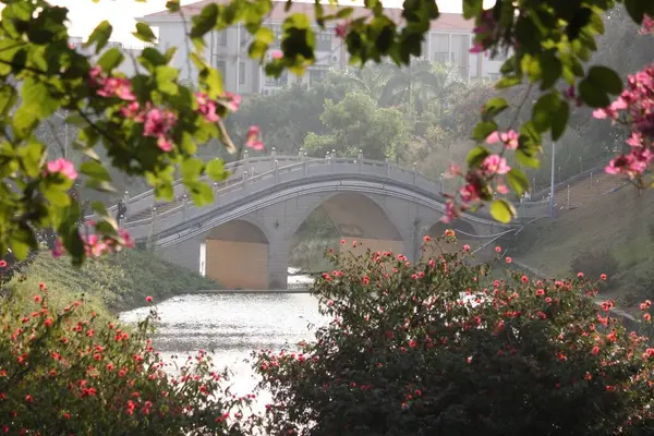 Uma Ponte Curva Caminhada Única Atrás Flores Árvore Rosa — Fotografia de Stock