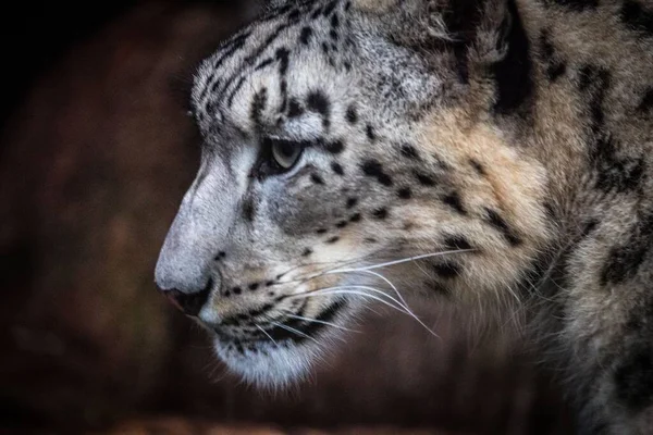 Selvaggio Prigioniero Irbis Allo Zoo — Foto Stock