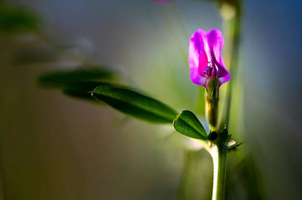 Makro Aus Bunten Blumen Inmitten Eines Verschwommenen Feldes — Stockfoto