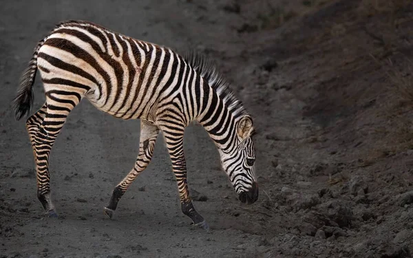 Primo Piano Zebra Che Cammina Con Testa Giù Attraverso Terreni — Foto Stock