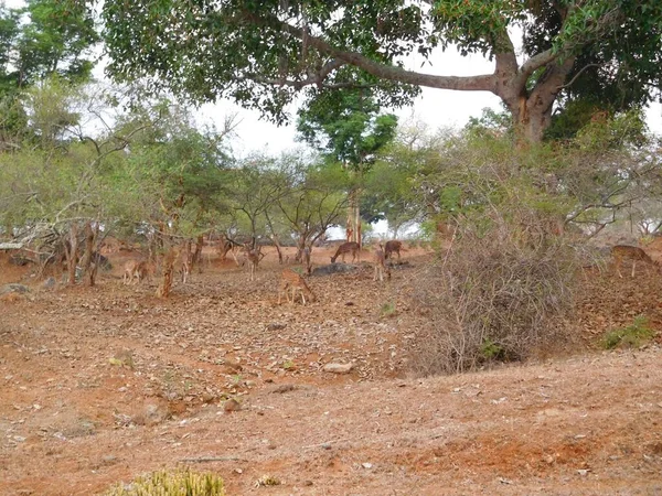 斯里兰卡的长颈鹿在干枯的田野里被树木环绕着 — 图库照片