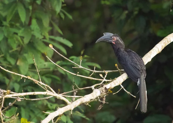 Black Hornbill Anthracoceros Malayanus Tree Branch — Stock Photo, Image