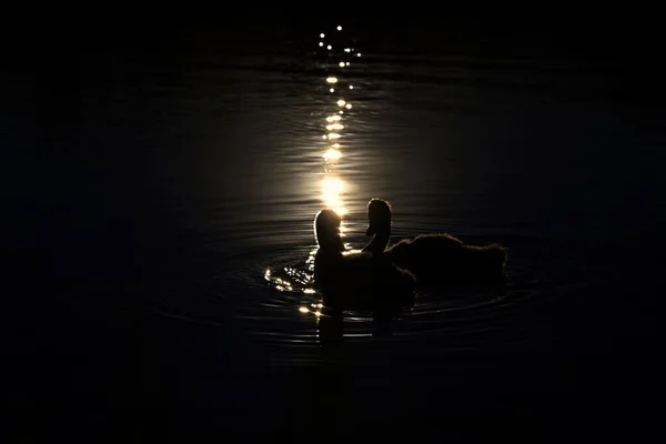 귀여운 마리가물 속에서 달빛을 받으며 — 스톡 사진