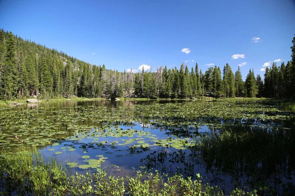 Colorado Abd Deki Rocky Dağları Yamacında Yeşil Çam Ormanlarına Karşı — Stok fotoğraf