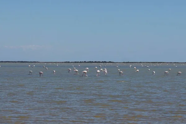 Uma Vista Panorâmica Bando Flamingos Lago Sob Céu Azul Sem — Fotografia de Stock