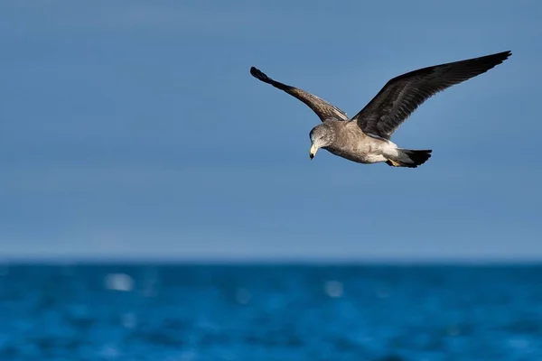 Primer Plano Una Gaviota Voladora Del Pacífico Con Cielo Azul — Foto de Stock