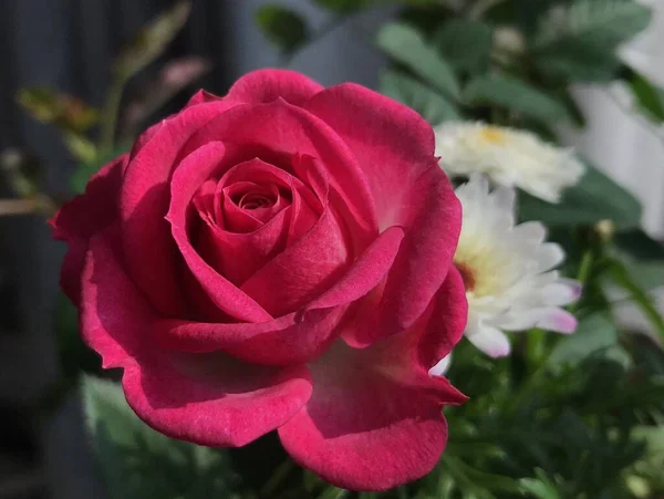ピンクのバラの花の選択的なフォーカスショット — ストック写真