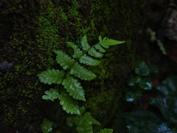 Primo Piano Lussureggiante Felce Verde Bagnata Nella Foresta — Foto Stock