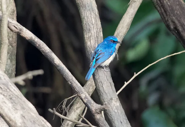 Bir Ağaç Dalında Oturan Küçük Bir Çivit Kuşu Eumyias Indigo — Stok fotoğraf
