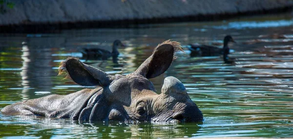 Rhinocéros Indien Moitié Immergé Dans Eau Avec Des Oiseaux Nageant — Photo