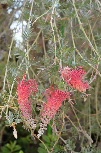 ชดอกในครอบคร Proteaceae Endemic ไปคว แลนด ออสเตรเล ดอกไม และฝ กเมล ไฮโดรเจนไซยาไนด — ภาพถ่ายสต็อก