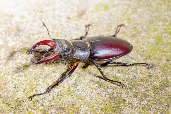 European Stag Beetle Lucanus Cervus Male Large Mandibles Close Macro — Stock Photo, Image