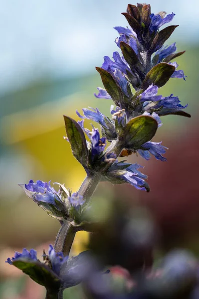 Makro Barevných Květin Uprostřed Rozmazaného Pole — Stock fotografie