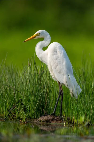 Vertikal Bild Vacker Great Egret Uppe Gräset Vid Sjö Dagtid — Stockfoto