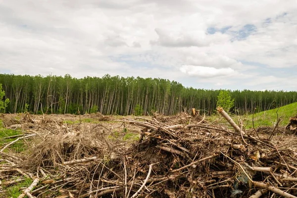 A view of a green land with cut down trees