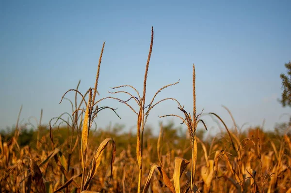 Gros Plan Plants Maïs Sec Dans Champ — Photo