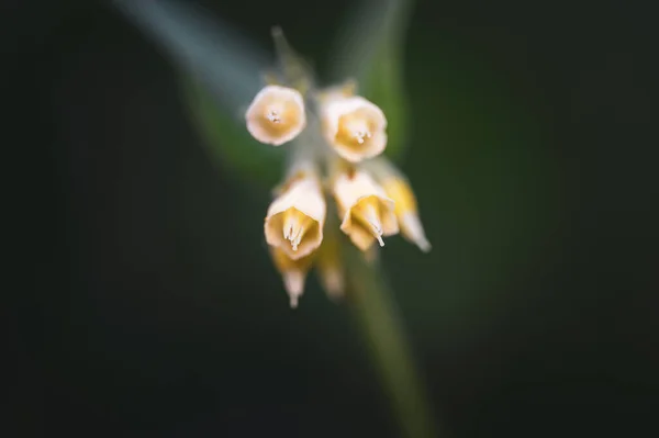 Macro Colorful Flowers Middle Blurry Field — Stock Photo, Image