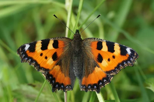 Крупный План Красочные Оранжевые Черепаховые Бабочки Aglais Urticae Открытыми Крыльями — стоковое фото