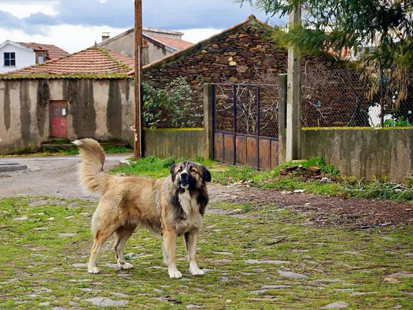 A Caucasian Shepherd dog standing on the grass against the small houses