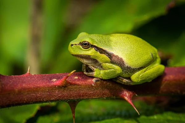 Portrait Gros Plan Une Rainette Sur Une Branche Sur Fond — Photo