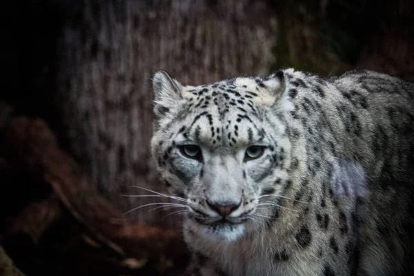 Divoké Zajaté Irbis Zoo — Stock fotografie