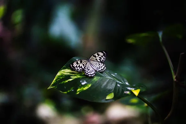 Tiro Close Uma Grande Ninfa Árvore Empoleirada Uma Folha Planta — Fotografia de Stock