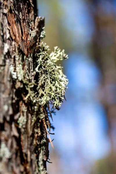 Närbild Bild Växande Evernia Prunastri Lavar Trädstam — Stockfoto