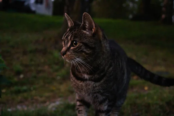 Närbild Porträtt Grå Randig Katt Trädgården Kvällen — Stockfoto