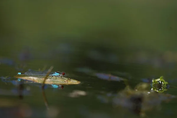 Een Close Shot Van Een Insect Een Wateroppervlak — Stockfoto