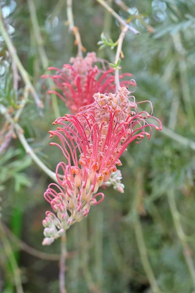 Вид Цветущих Растений Семейства Proteaceae Эндемичных Квинсленда Австралия Цветы Стручки — стоковое фото