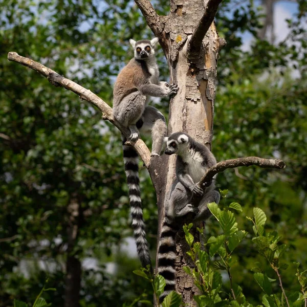 Selectivo Lémures Cola Anillada Lemur Catta Árbol — Foto de Stock
