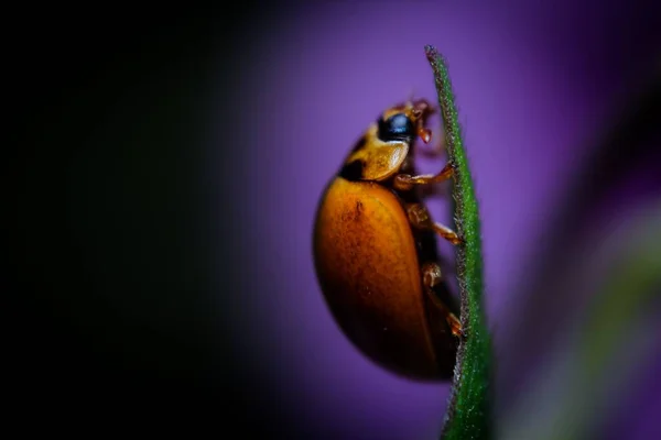 一只没有斑点的瓢虫的特写镜头 — 图库照片