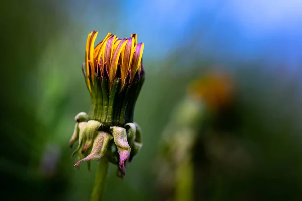 ぼやけた畑の真ん中に咲く色とりどりの花のマクロは — ストック写真