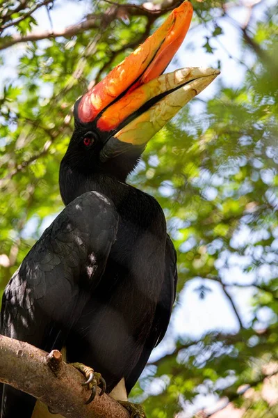 Close Vertical Hornbill Rhinoceros Empoleirado Ramo — Fotografia de Stock