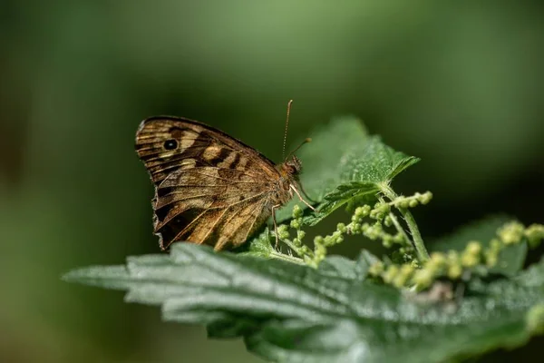 一只褐色蝴蝶在叶子上的特写镜头 — 图库照片