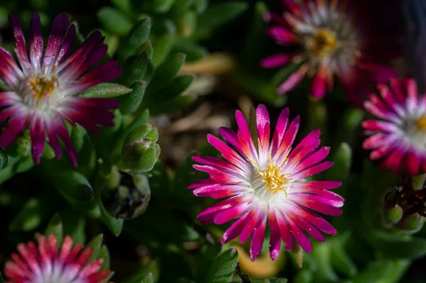 Macro Van Kleurrijke Bloemen Midden Een Wazig Veld — Stockfoto