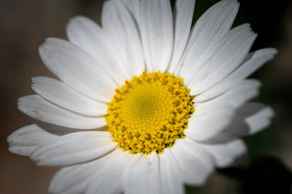 Makro Aus Bunten Blumen Inmitten Eines Verschwommenen Feldes — Stockfoto