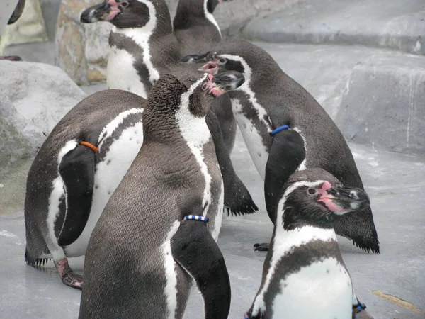 Группа Пингвинов Гумбольдта Стоит Скале Зоопарке — стоковое фото