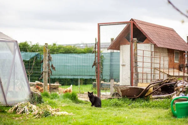 Een Zwarte Kat Binnen Yard Van Een Boerderij — Stockfoto