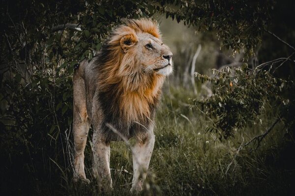 A view of a beautiful lion among plants in its habitat