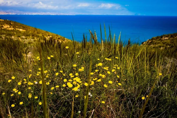 The wild plants and flowers against the ocean