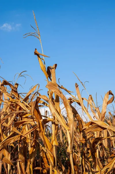 Vertikální Záběr Suchých Kukuřičných Rostlin Poli — Stock fotografie