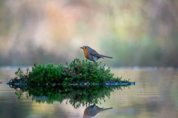 Beautiful Shot Cute Robin Grass Middle Body Water — Stock Photo, Image