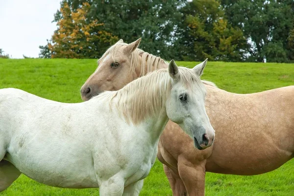 ドイツ北部の野原にいる数頭の馬 — ストック写真