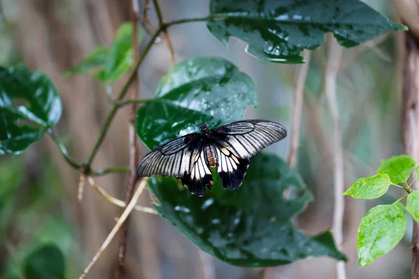 Closeup Shot Papilio Memnon Butterfly Perched Plant Leaf — Stock Photo, Image