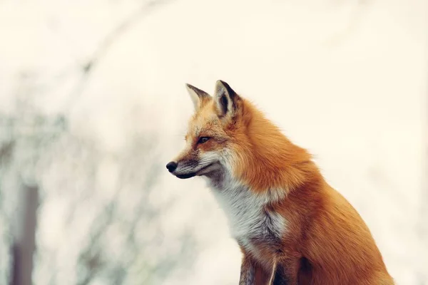 Beautiful Ginger Fox White Blur — Stock Photo, Image